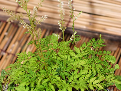 한라개승마 사진 - Aruncus aethusifolius (H. Lév.) Nakai Photos