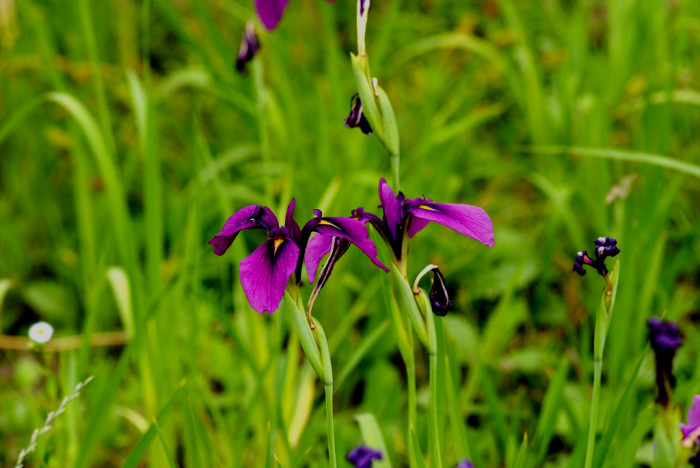 꽃창포 - azalea, Iris ensata var. spontanea
