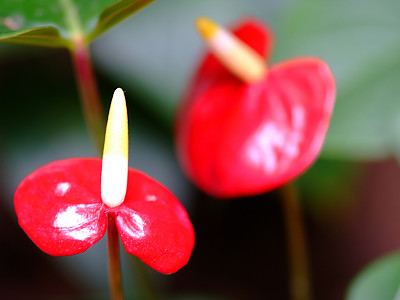 안수리움 사진 - Anthurium andraeanum Photos