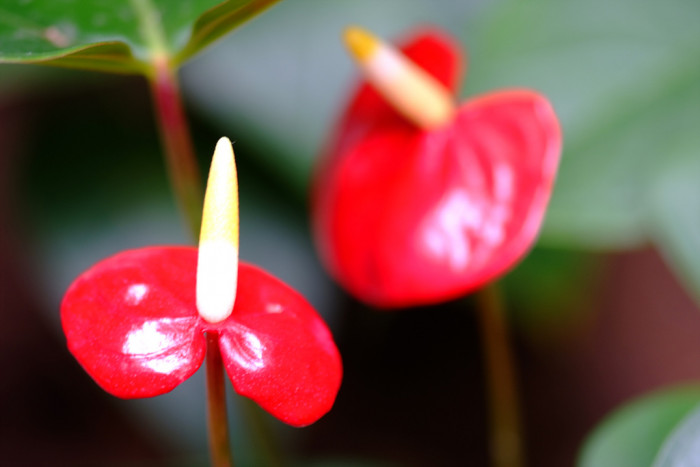 안수리움 - Flamingo lily, tailflower, laceleaf, Anthurium andraeanum