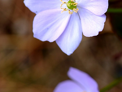 깽깽이풀 사진 - Jeffersonia dubia Photos