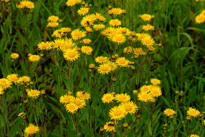 금불초 - Inula britannica var. chinensis