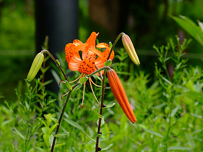 털중나리 사진 - Lilium amabile Photos