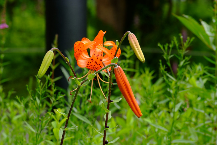 털중나리 - Lilium amabile