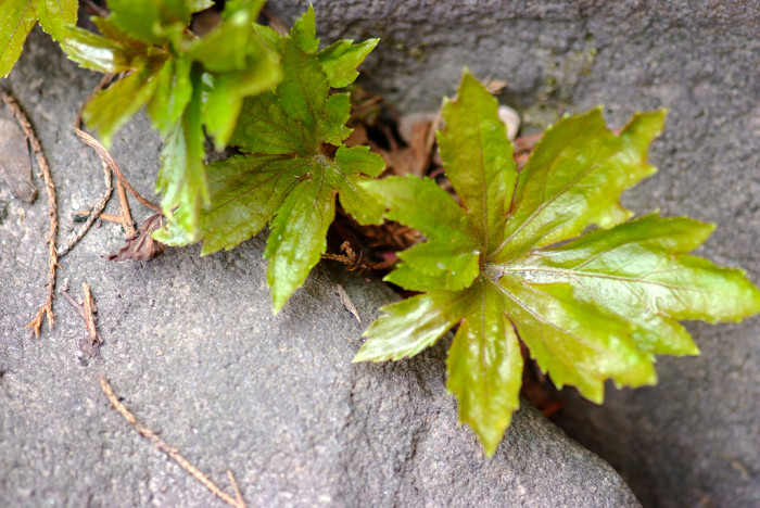 담쟁이덩굴 - Parthenocissus tricuspidata