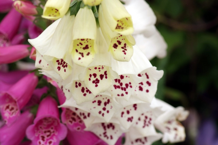 디기탈리스 - Digitalis, Digitalis purpurea L.