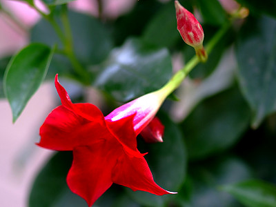 만데빌라 사진 - Mandevilla sanderi (Hemsl.) Woodson Photos