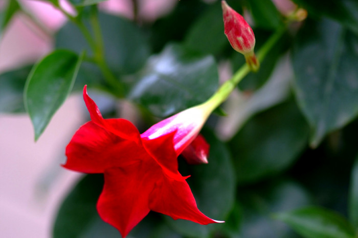 만데빌라 - Rose Dipladenia, Brazilian jasmine, Mandevilla sanderi (Hemsl.) Woodson