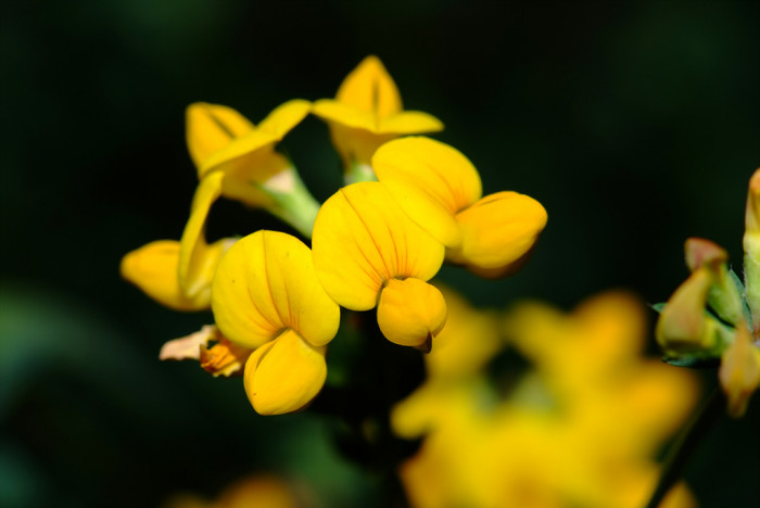 벌노랑이 - Lotus corniculatus var. japonicus