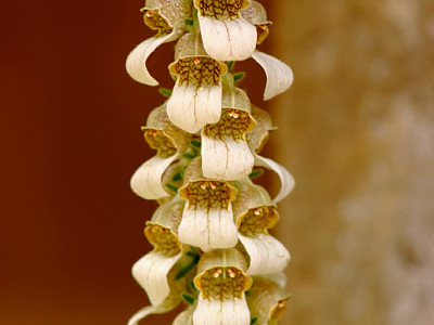 폭스 글로브 사진 - Digitalis spp. foxglove Photos