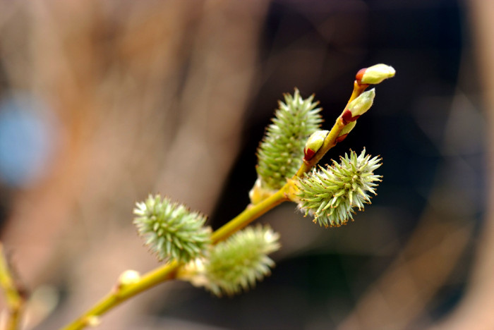 수양버들 - Salix babylonica L.