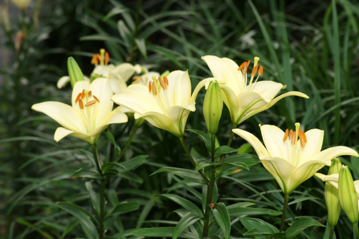 백합 - Lily, Lilium longiflorum Thunb.