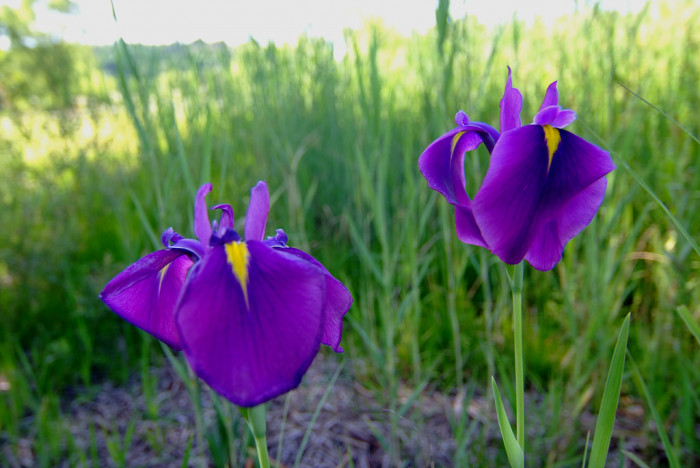 꽃창포 - azalea, Iris ensata var. spontanea