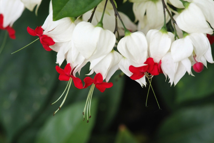 클레로덴드럼 톰소니에 - Bleeding-heart vine, Clerodendrum Thomsoniae