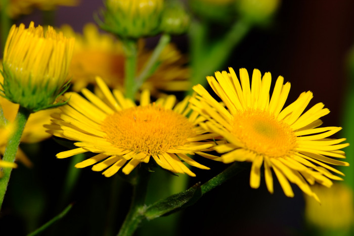 금불초 - Inula britannica var. chinensis
