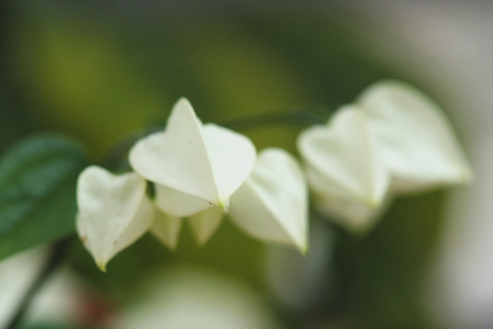 클레로덴드럼 톰소니에 - Bleeding-heart vine, Clerodendrum Thomsoniae