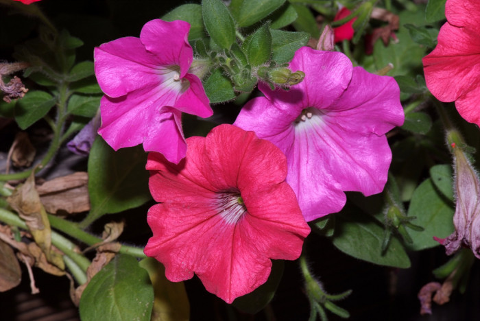 페튜니아 - Common Garden Petunia, Petunia hybrida