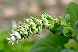 클라리 세이지 - Salvia sclarea