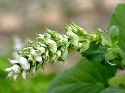 클라리 세이지 사진 - Salvia sclarea Photos