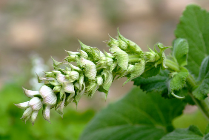 클라리 세이지 - Clary sage, Salvia sclarea