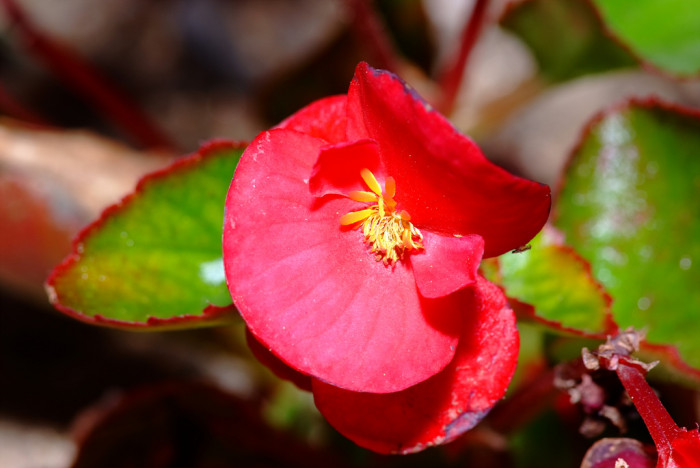 사철베고니아 - Wax Begonia, Begonia semperflorens Link & Otto