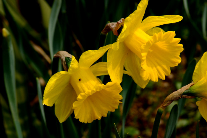 수선화 - daffodil, Narcissus tazetta var. chinensis