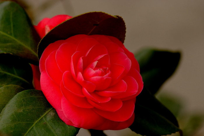 동백나무 - Camellia japonica L.