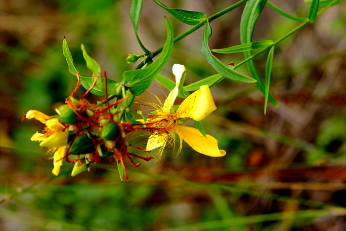물레나물 - Hypericum ascyron