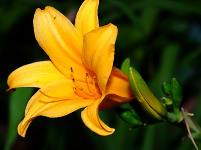 원추리 사진 - Hemerocallis fulva Photos