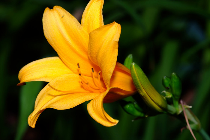 원추리 - Hemerocallis fulva