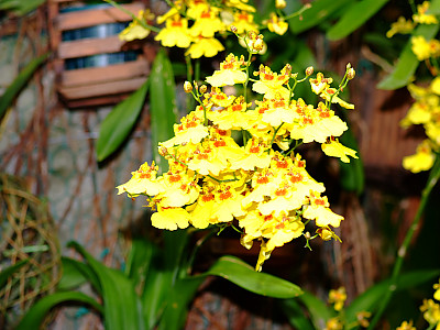 온시디움 사진 - Oncidium spp. Photos