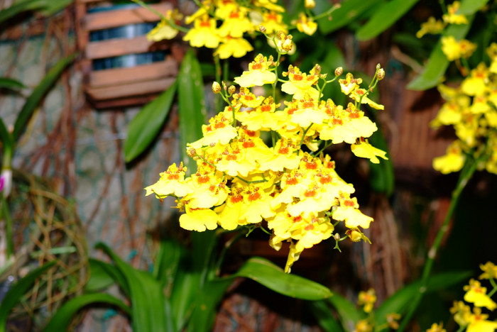 온시디움 - Dancing ladies, Dancing dolls, Oncidium spp.