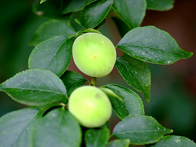 매화 사진 - Prunus mume Photos