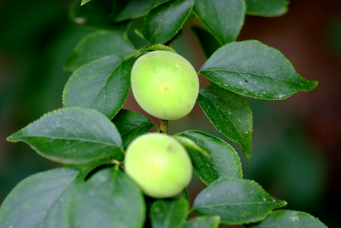 매화 - Prunus mume