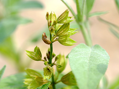 세이지 사진 - Salvia officinalis Photos