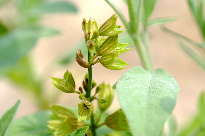 세이지 - Salvia officinalis