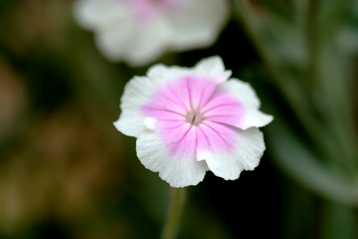 우단동자 - rose campion, dusty miller, mullein-pink, bloody William, lamp-flower, Silene coronaria