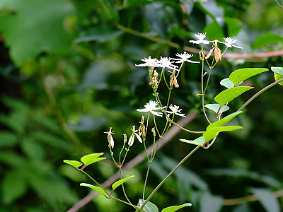 으아리 사진 - Clematis mandshurica rupr Photos