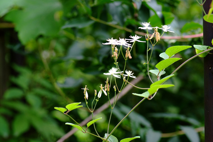 으아리 - Clematis mandshurica rupr