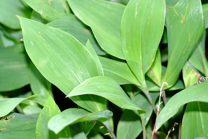 은방울꽃 - Convallaria keiskei Miq.