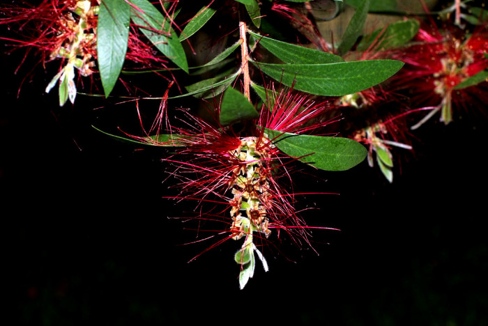 병솔나무 - Bottlebrush, Callistemon lanceolatus