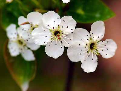 배나무 사진 - Pyrus pyrifolia var.culta Photos