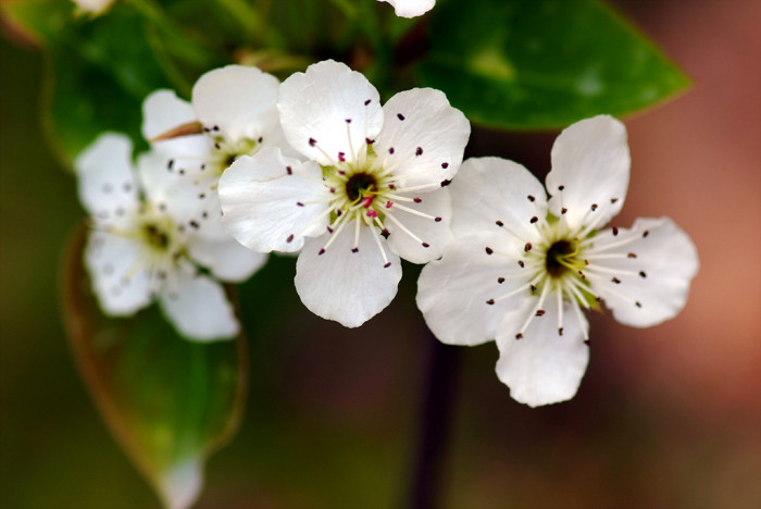 배나무 - pear tree, Pyrus pyrifolia var.culta