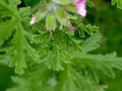 로즈제라늄 사진 - Pelargonium graveolens Photos