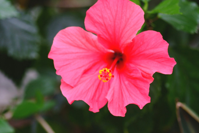 하와이무궁화 - hawaiian hibiscus, Hibiscus rosa-sinesis L.