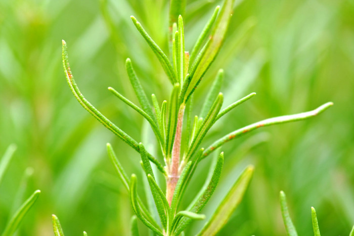 로즈마리 - Ros Marinus, Rosmarinus offcinalis