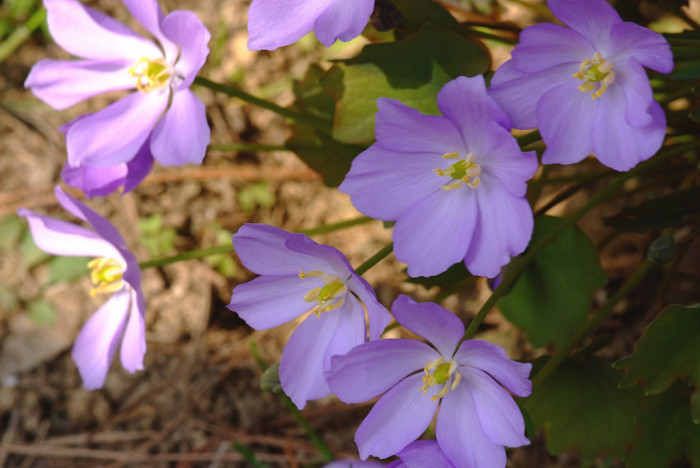 깽깽이풀 - Jeffersonia dubia