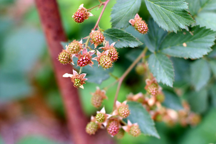 복분자딸기 - Rubus coreanus