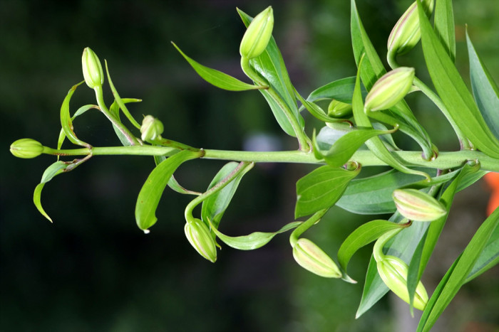 백합 - Lily, Lilium longiflorum Thunb.