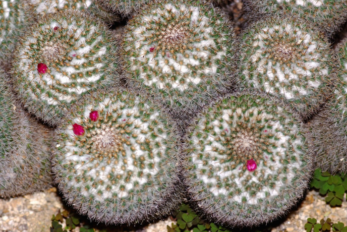 선인장 - Opuntia ficus-indica Mill.